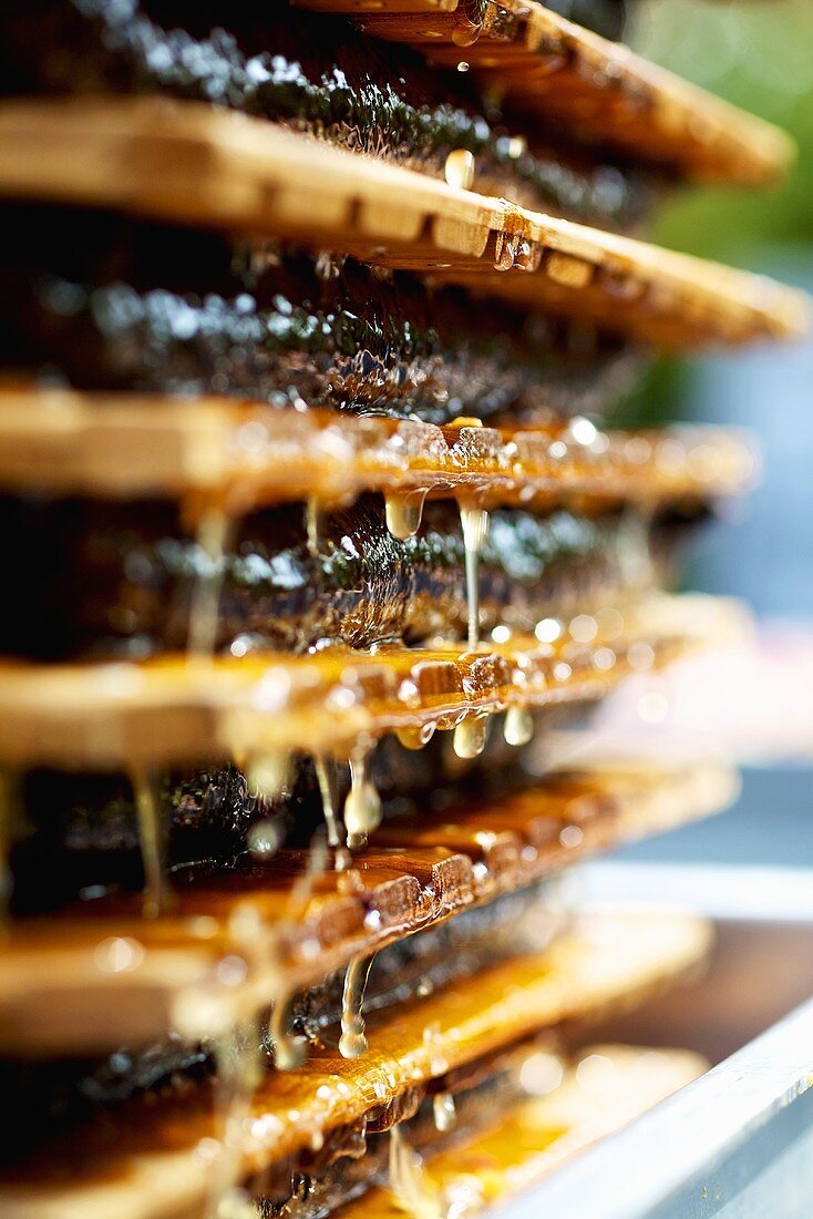 Apple mash being pressed