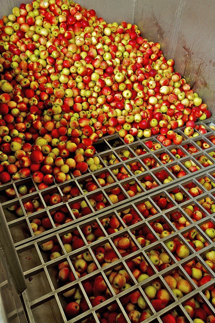Äpfel werden sortiert