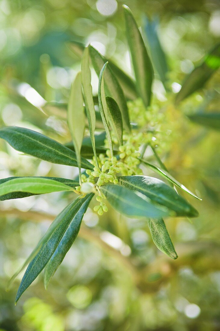 Olive buds on the tree