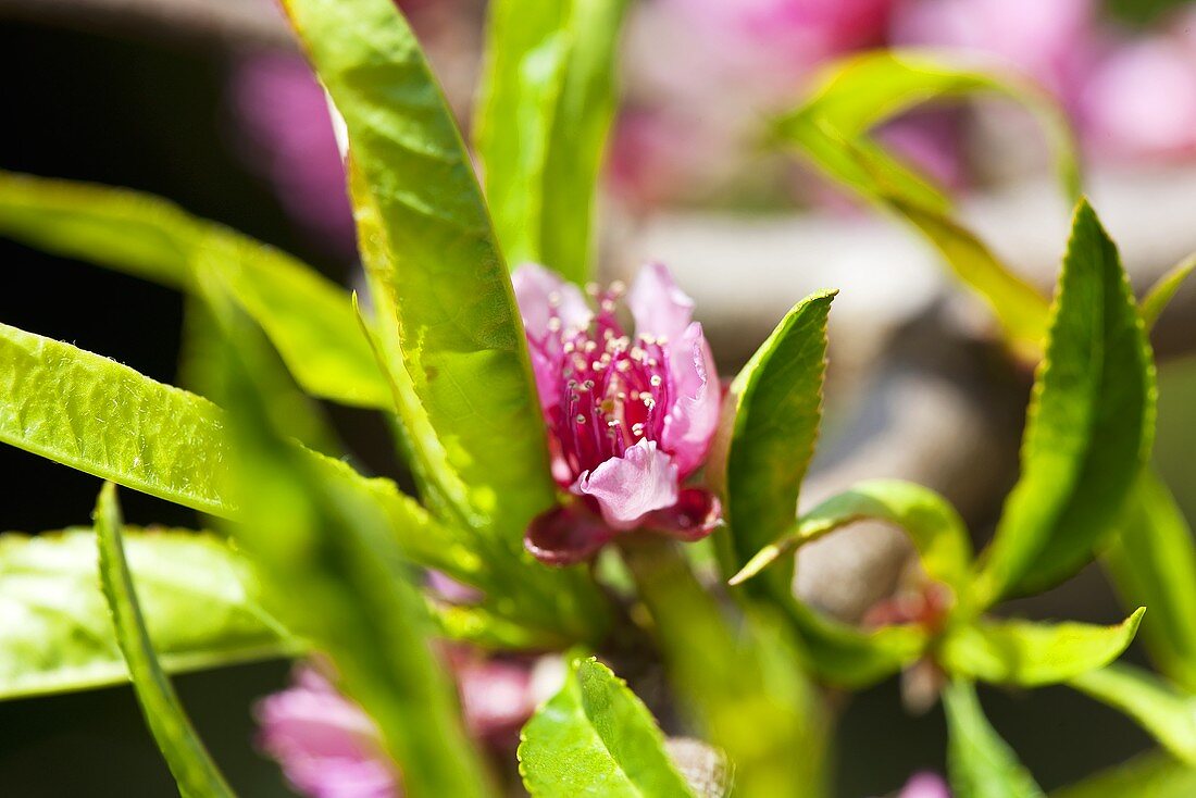 Pfirsichblüte (Nahaufnahme)