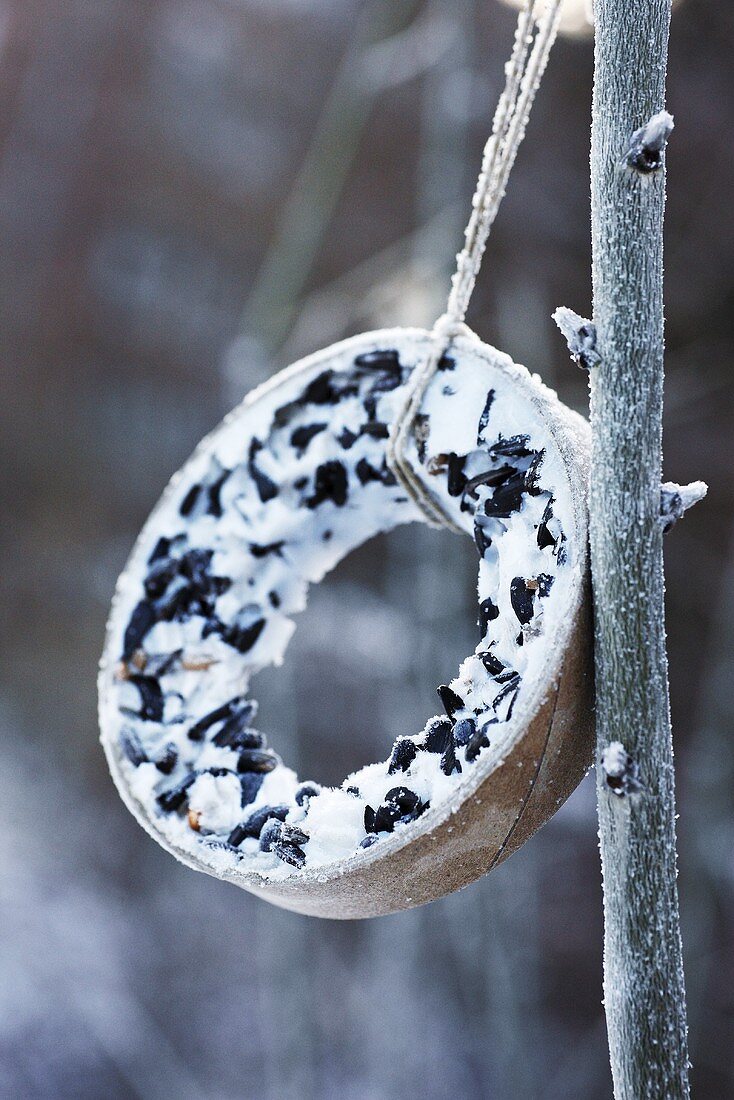 Ring filled with bird food