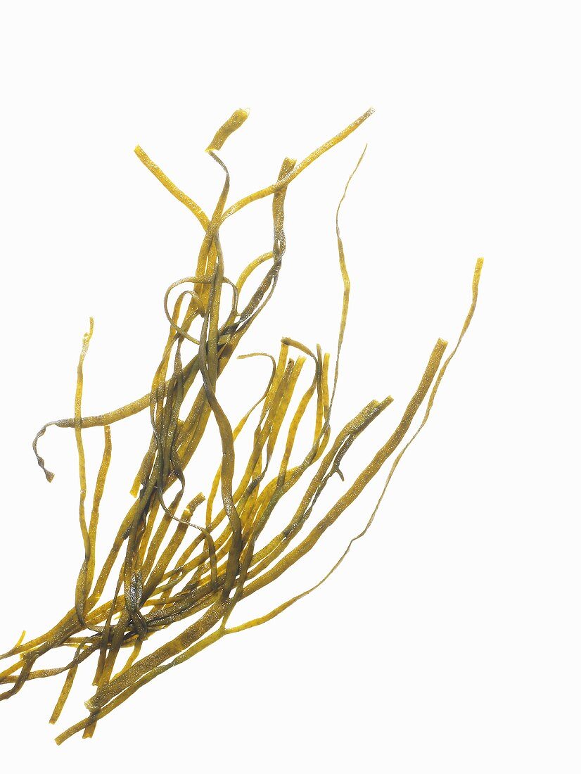 Sea spaghetti