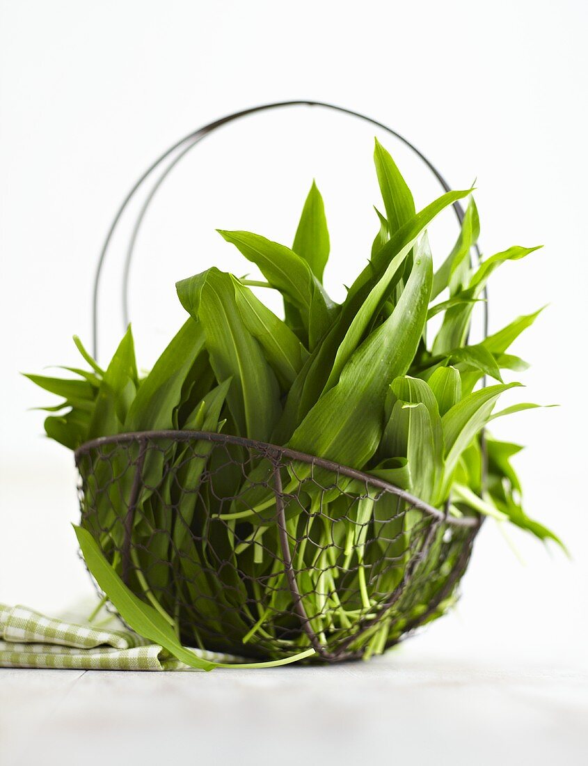 Ramsons (wild garlic) in wire basket with tea towel