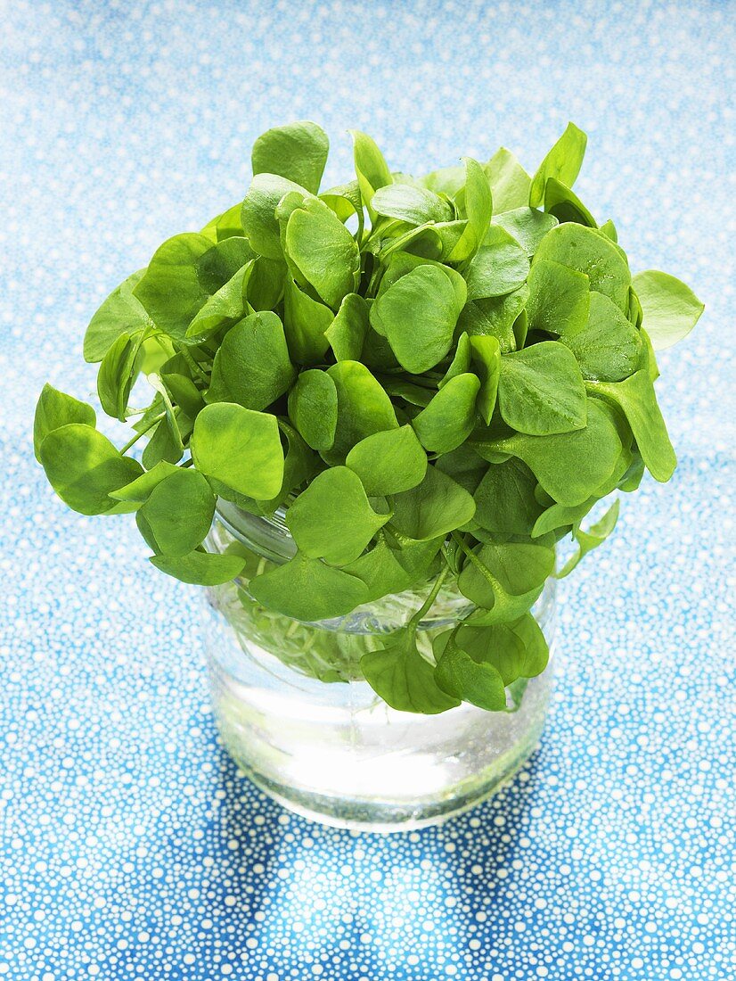 Purslane in glass