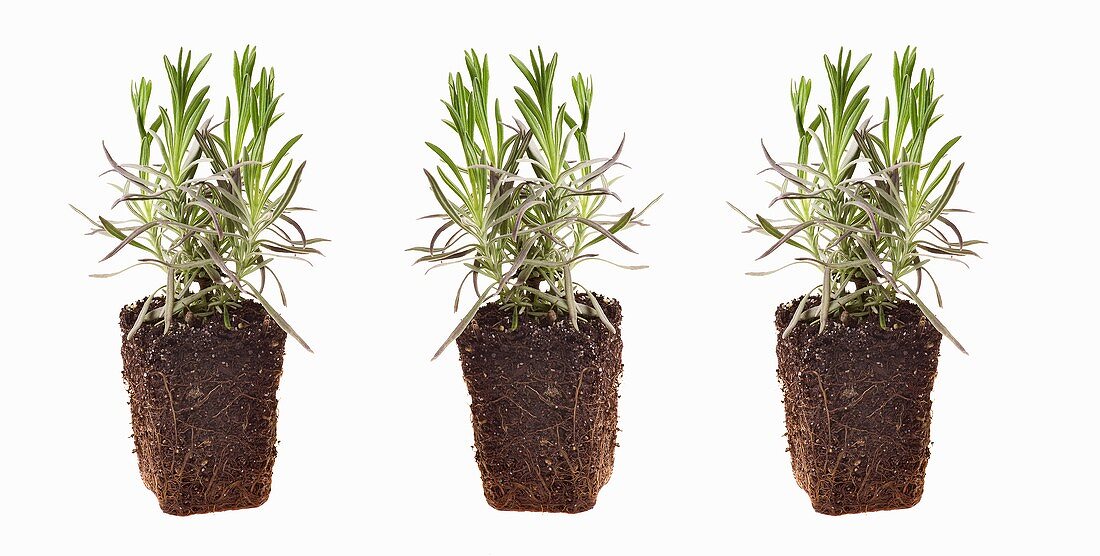 Three lavender plants with root balls