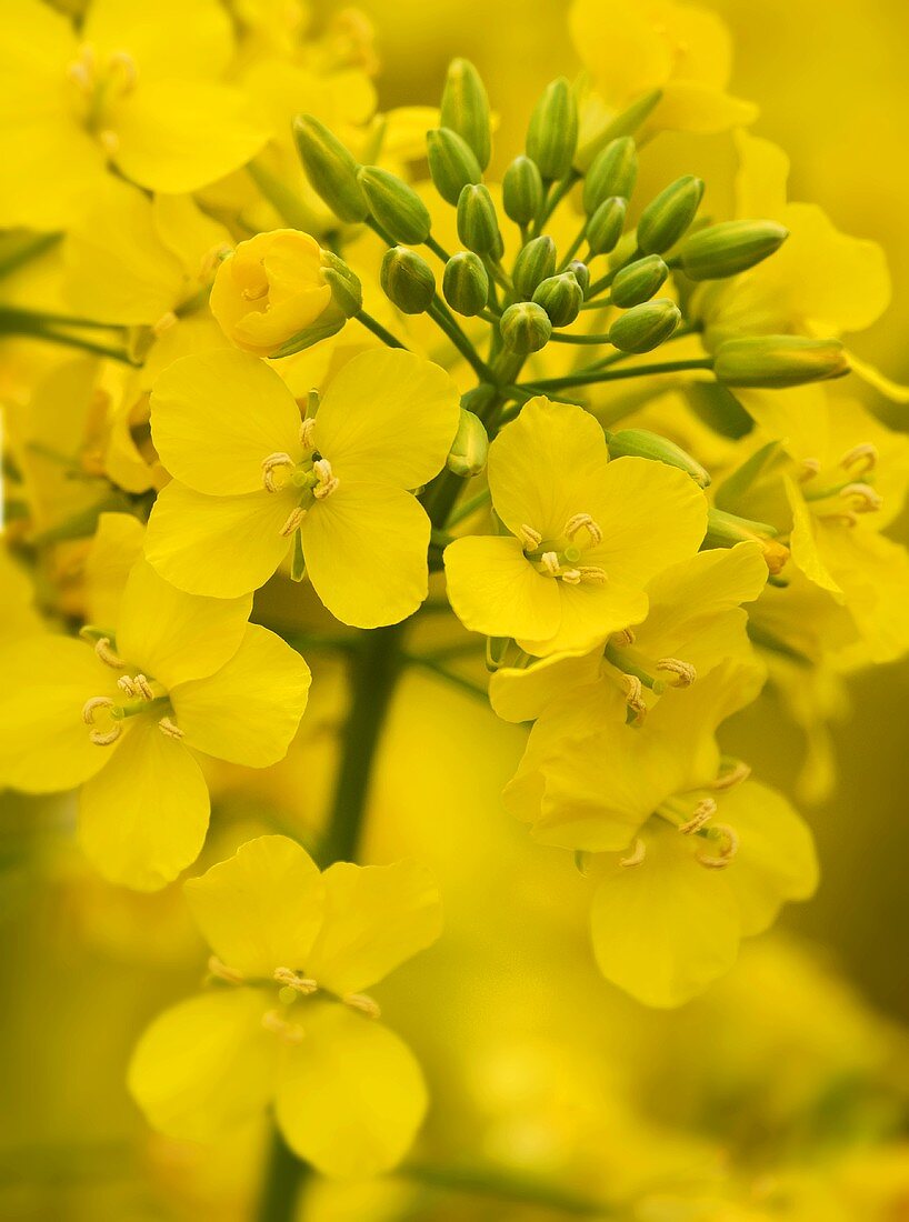Flowering oilseed rape (close-up)
