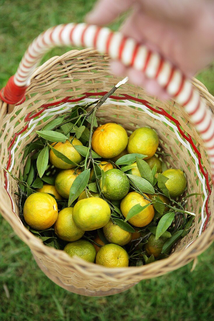 Hand holding basket of fresh mandarin oranges