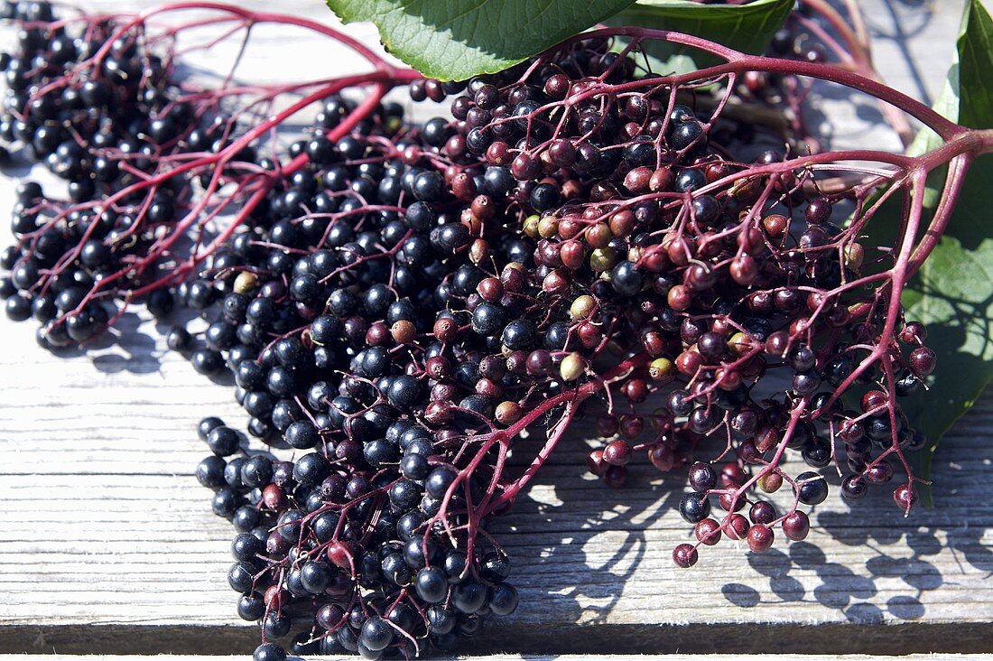 Clusters of elderberries on wooden table