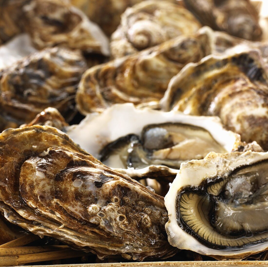 Fresh oysters (close-up)
