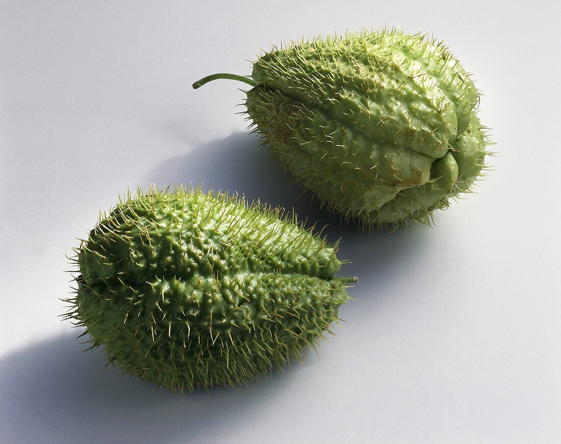 Two spiny chayote fruits