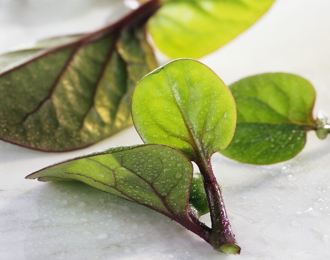 Ceylon spinach (Basella)