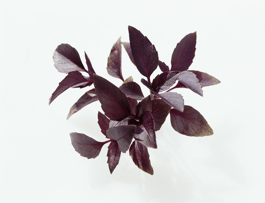 'Rubin' basil (Ocimum basilicum ssp. Basilicum)
