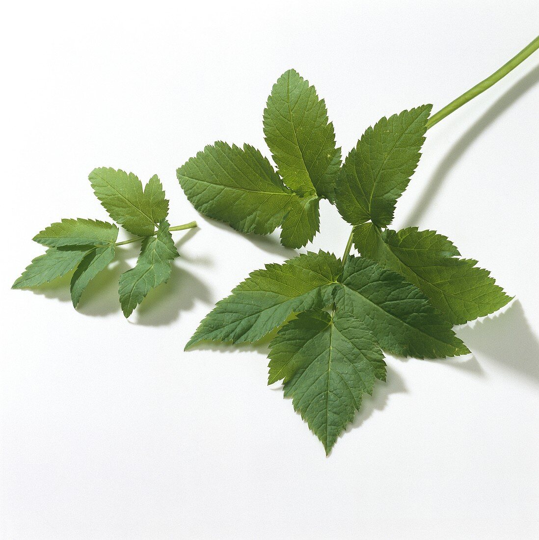 Ground elder (Aegopodium podagraria)