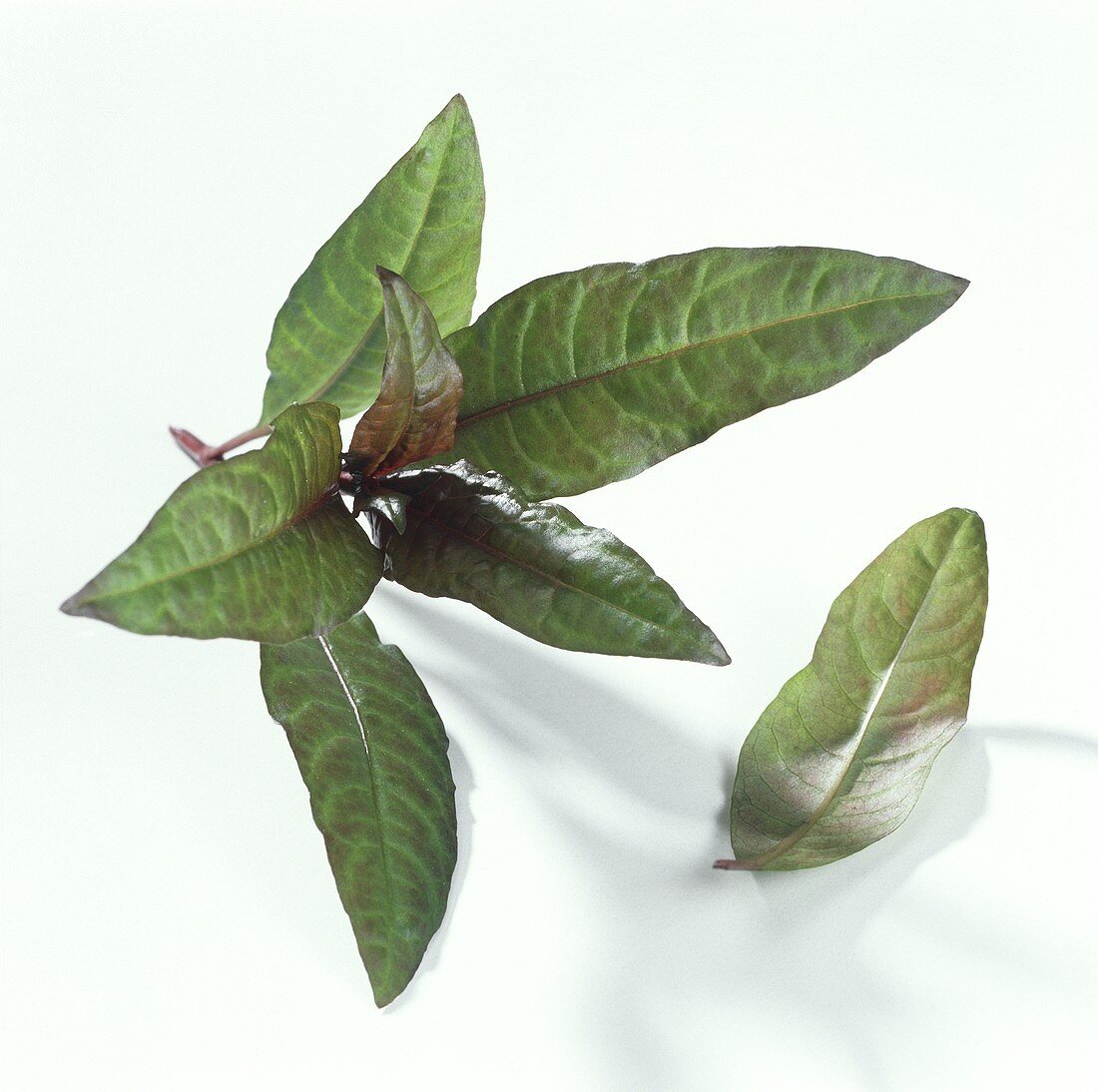 Marshpepper knotweed (Polygonum hydropiper)