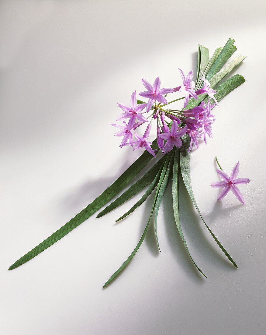 Society garlic (Tulbaghia violacea)