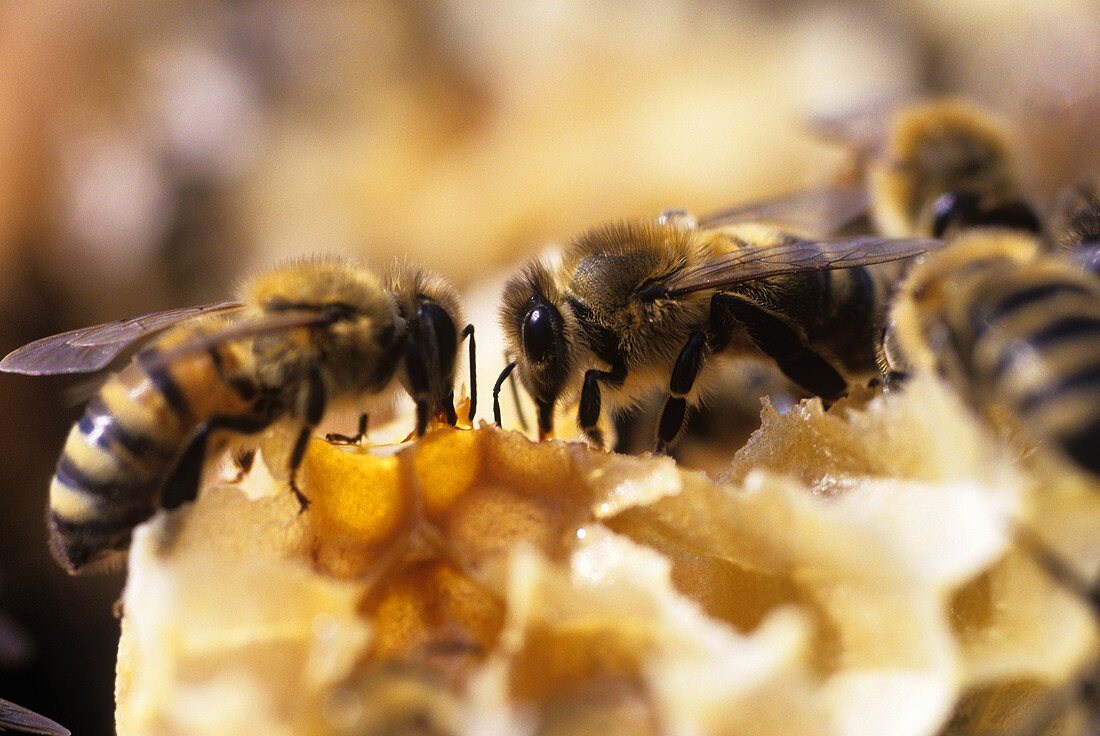 Bienen bauen an einer Honigwabe