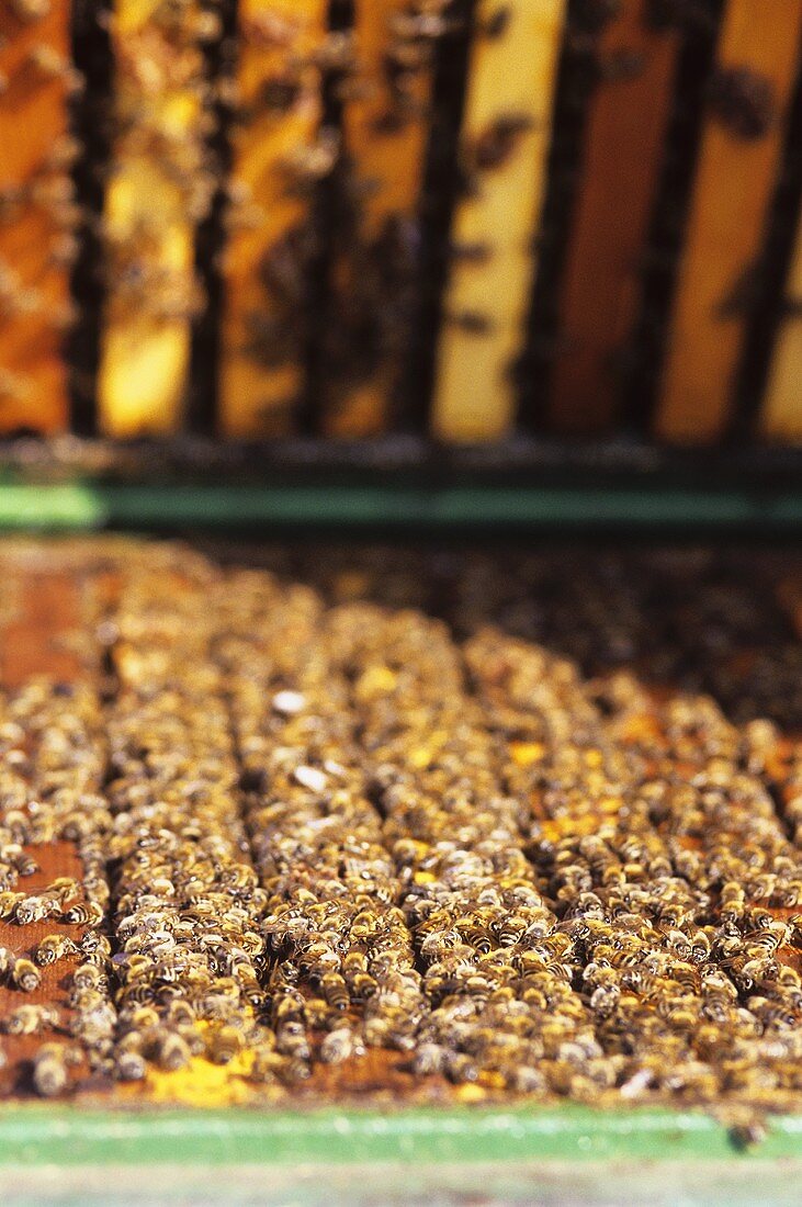 Viele fleissige Bienen in einem Bienenstock