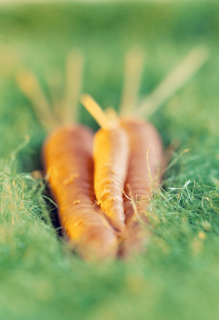 Drei Möhren liegen auf künstlichem Gras