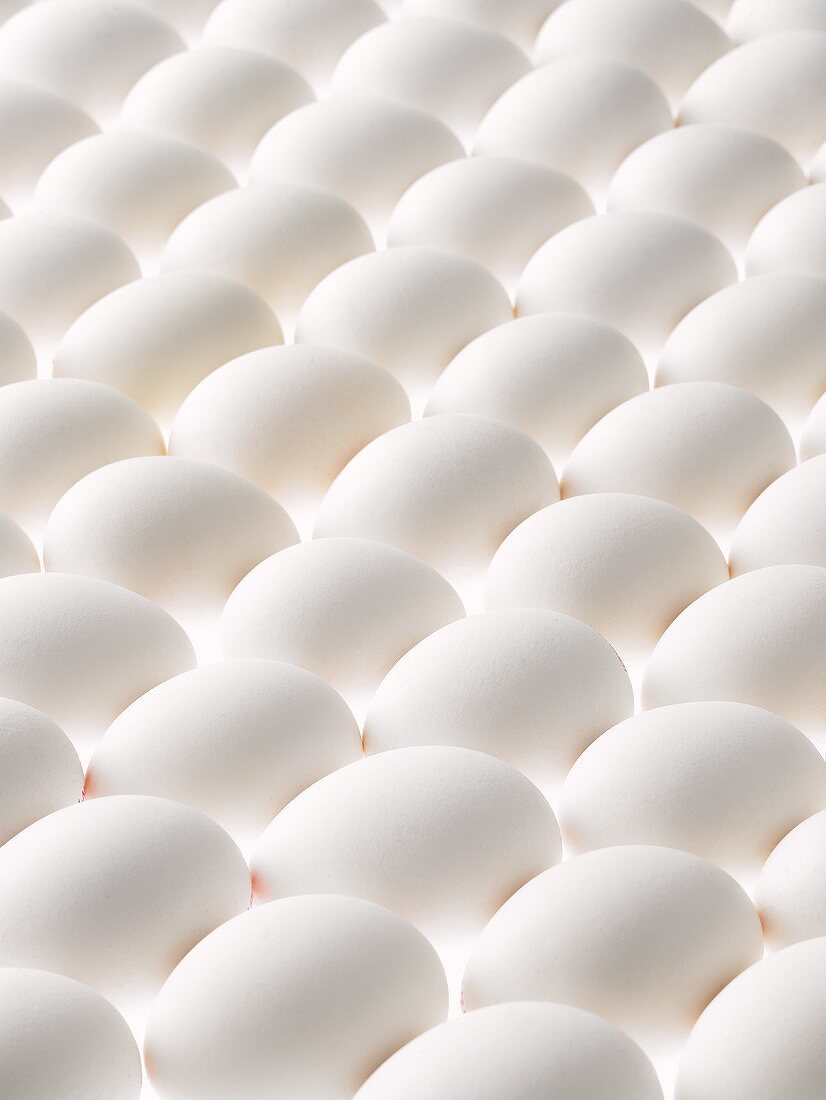 Viele liegende weiße Eier, bildfüllend