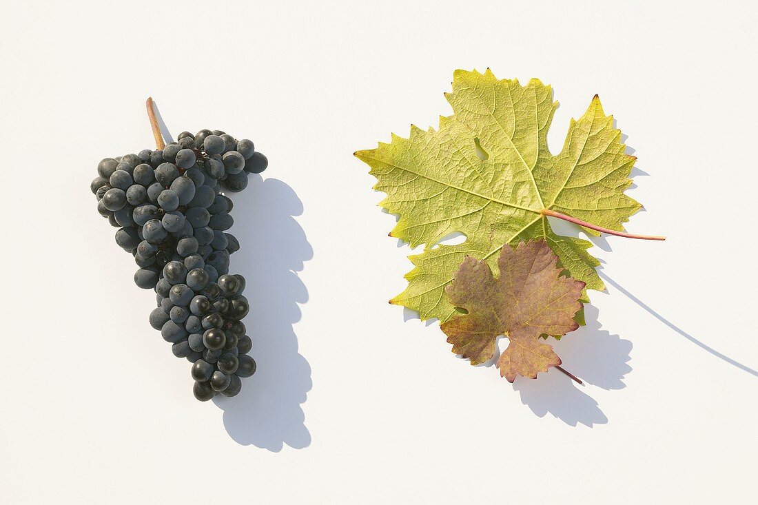 Red wine grapes, variety 'Dunkelfelder'