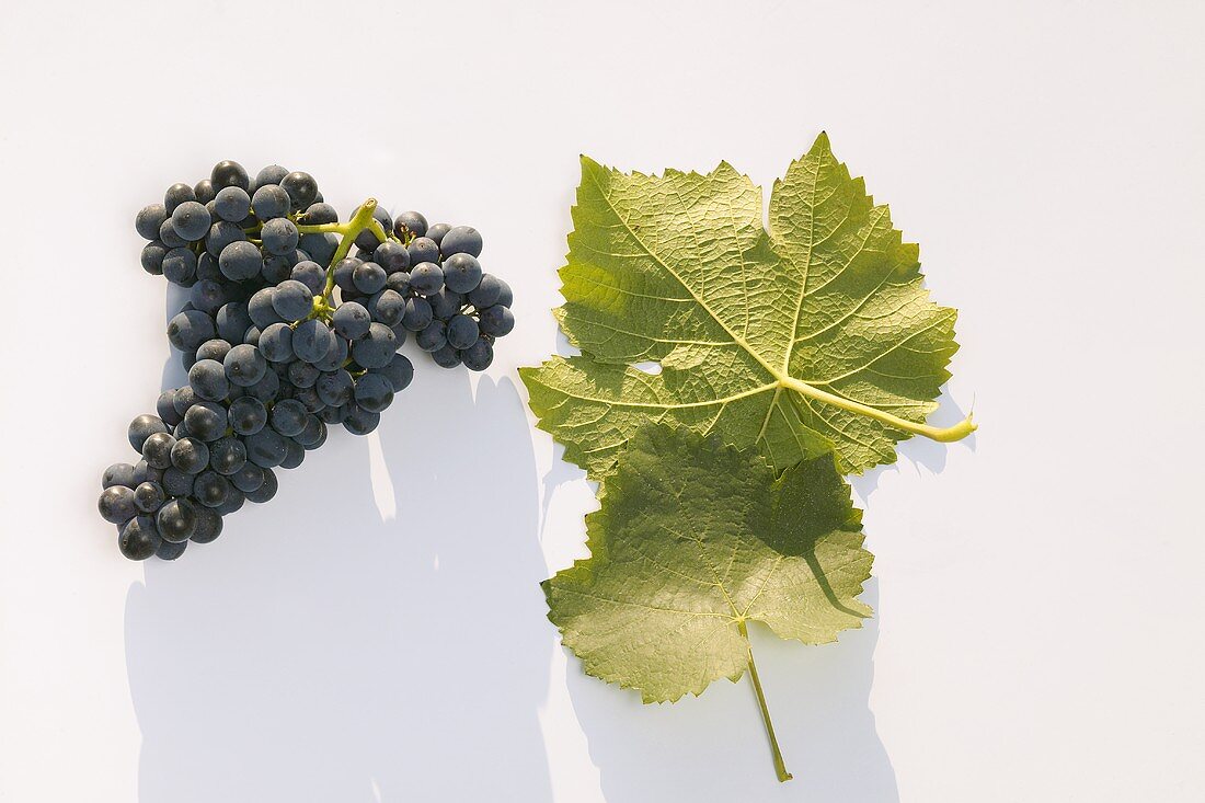 Red wine grapes, variety 'Blauer Spätburgunder'