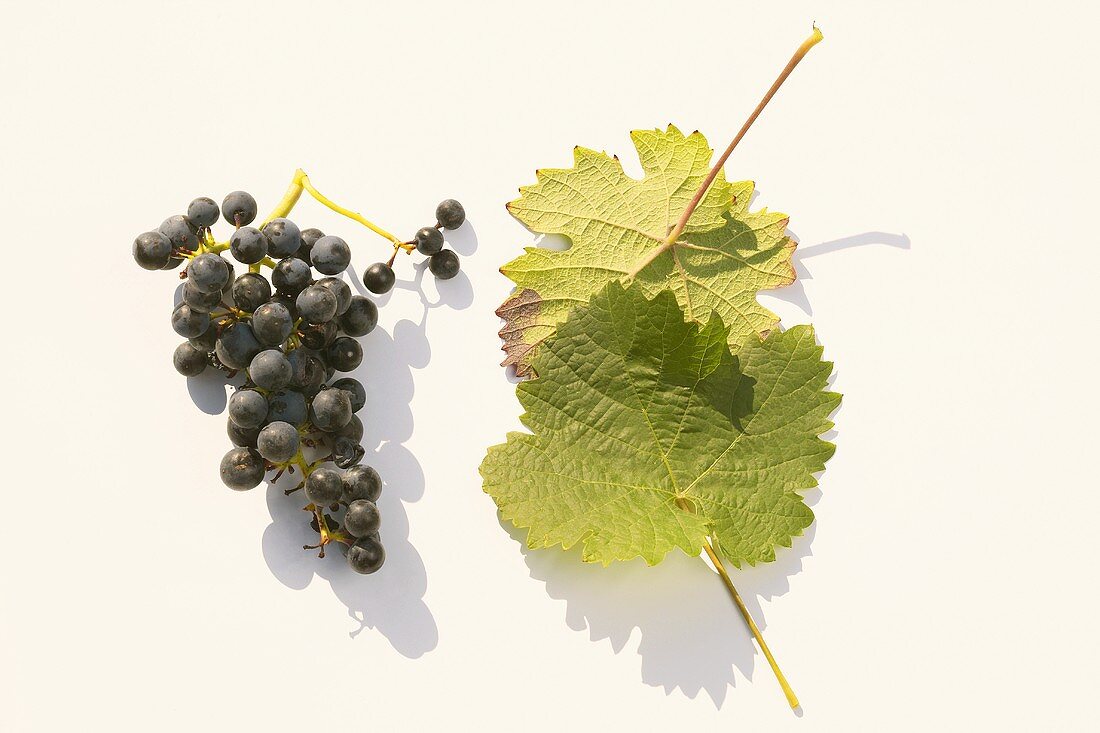Red wine grapes, variety 'Dornfelder'