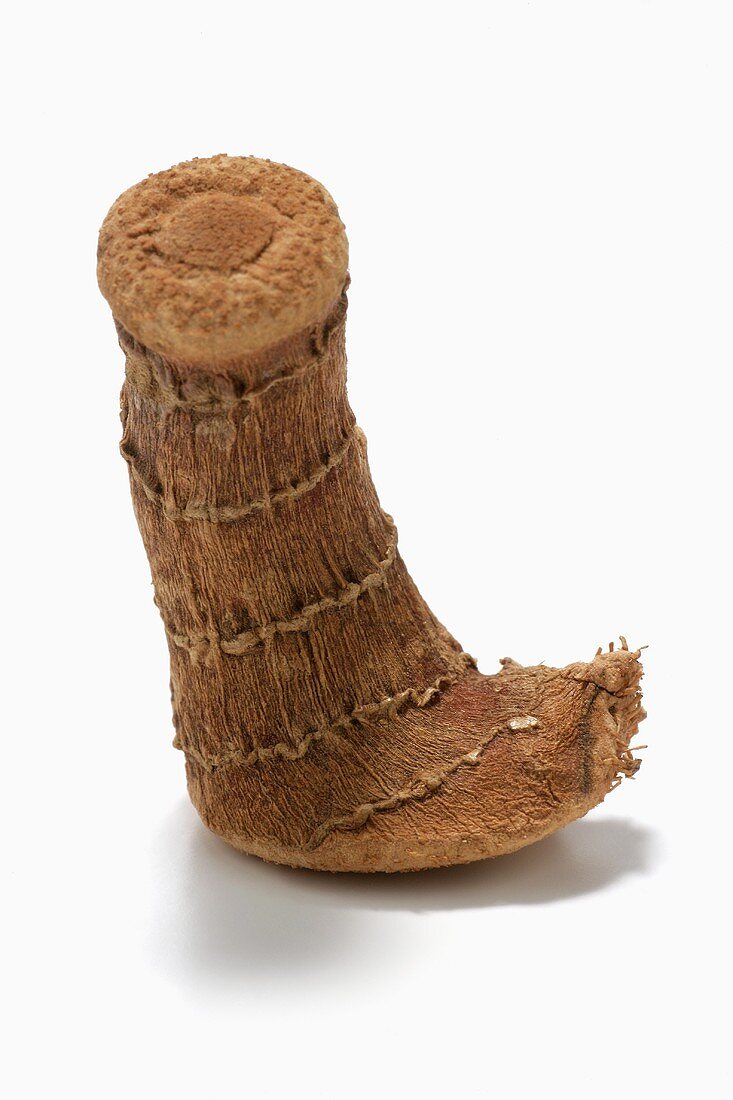 Piece of dried galanga root