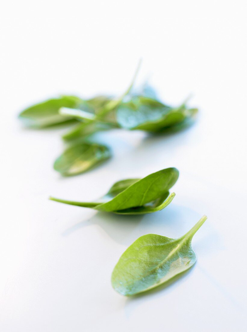 Young spinach leaves