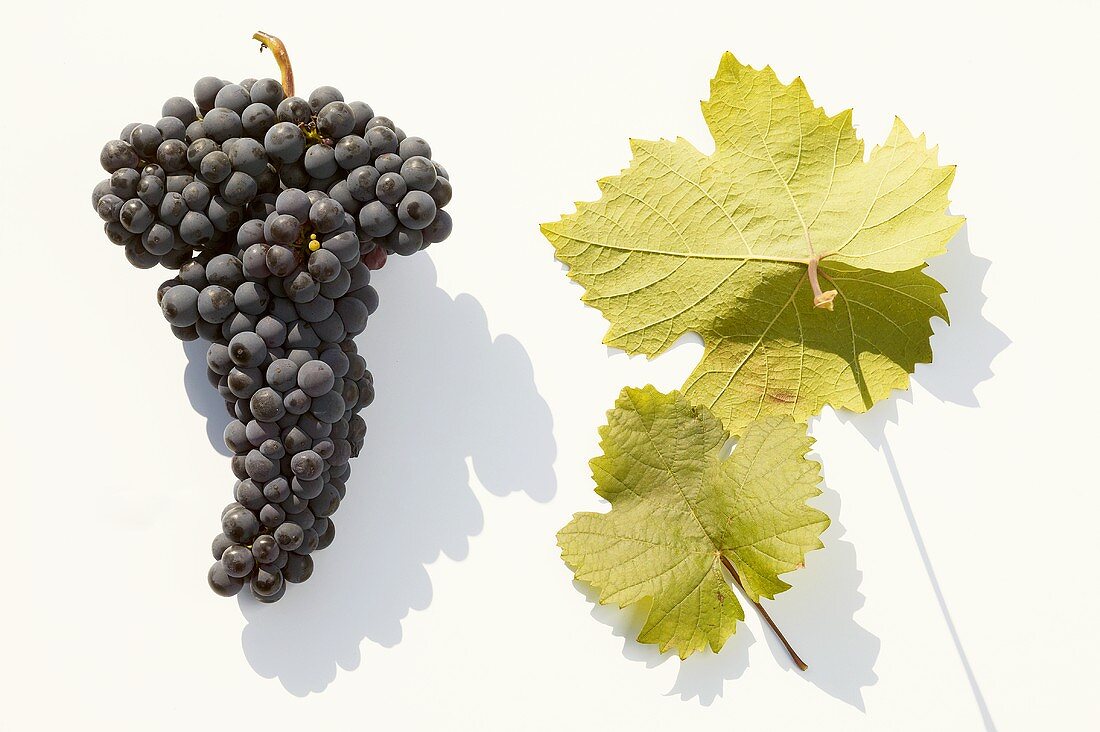 Red wine grapes, variety 'Heroldrebe'