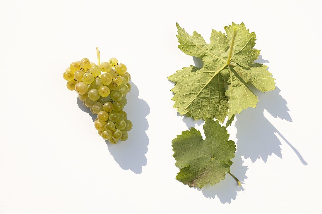 White wine grapes, variety 'Kerner'