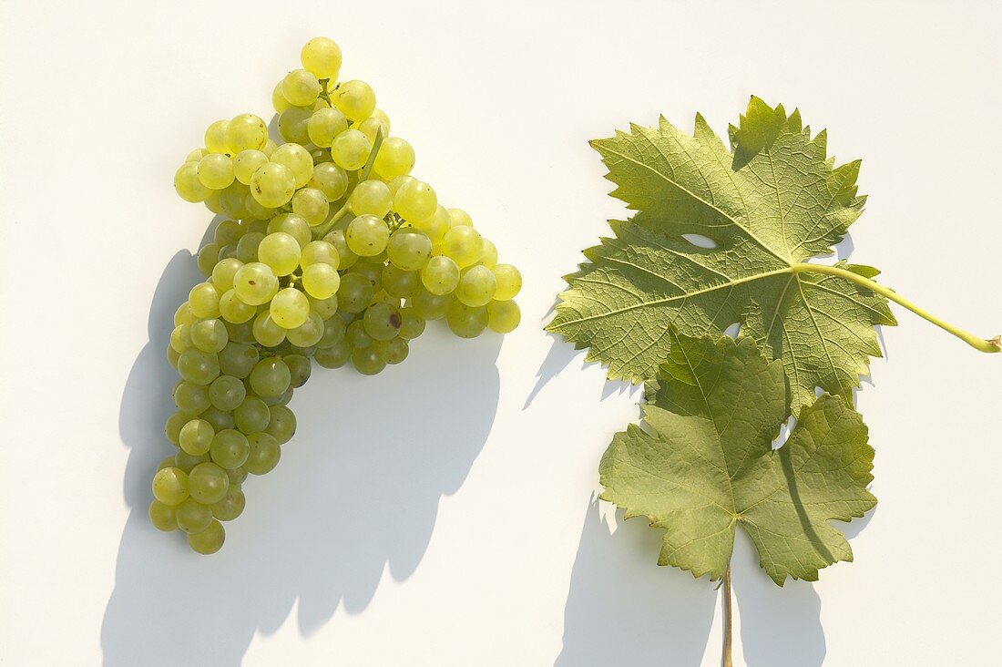 White wine grapes, variety 'Gelber Muskateller'