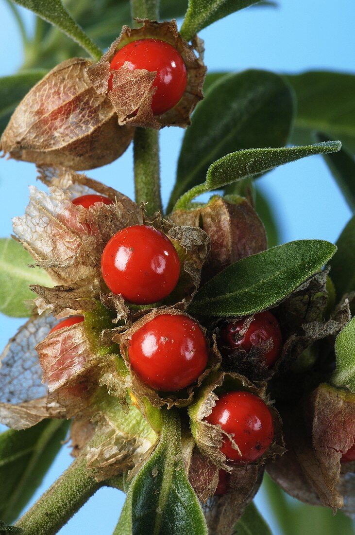 Ashwagandha berries on branch