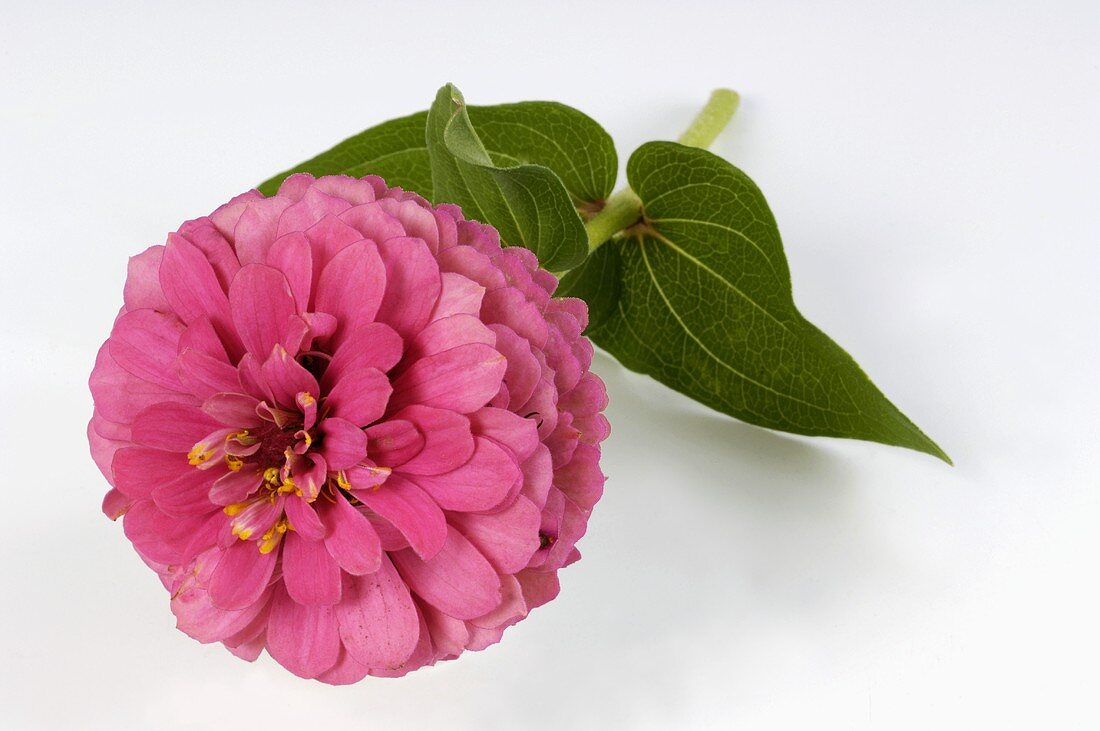 A zinnia