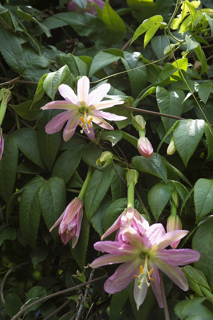 Curubablüte (Blüte einer Passionsfrucht)