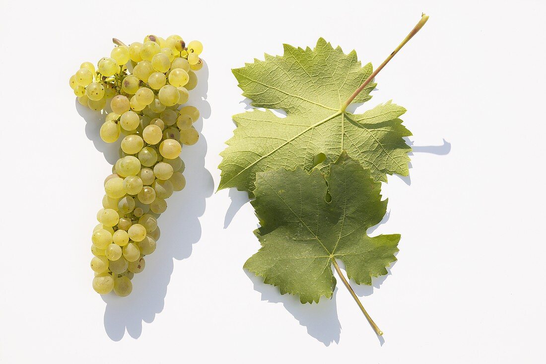 White wine grapes, variety 'Morio-Muskat'