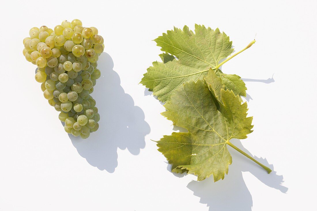 White wine grapes, variety 'Juwel'