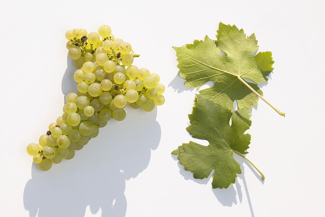 White wine grapes, variety 'Weisser Gutedel'