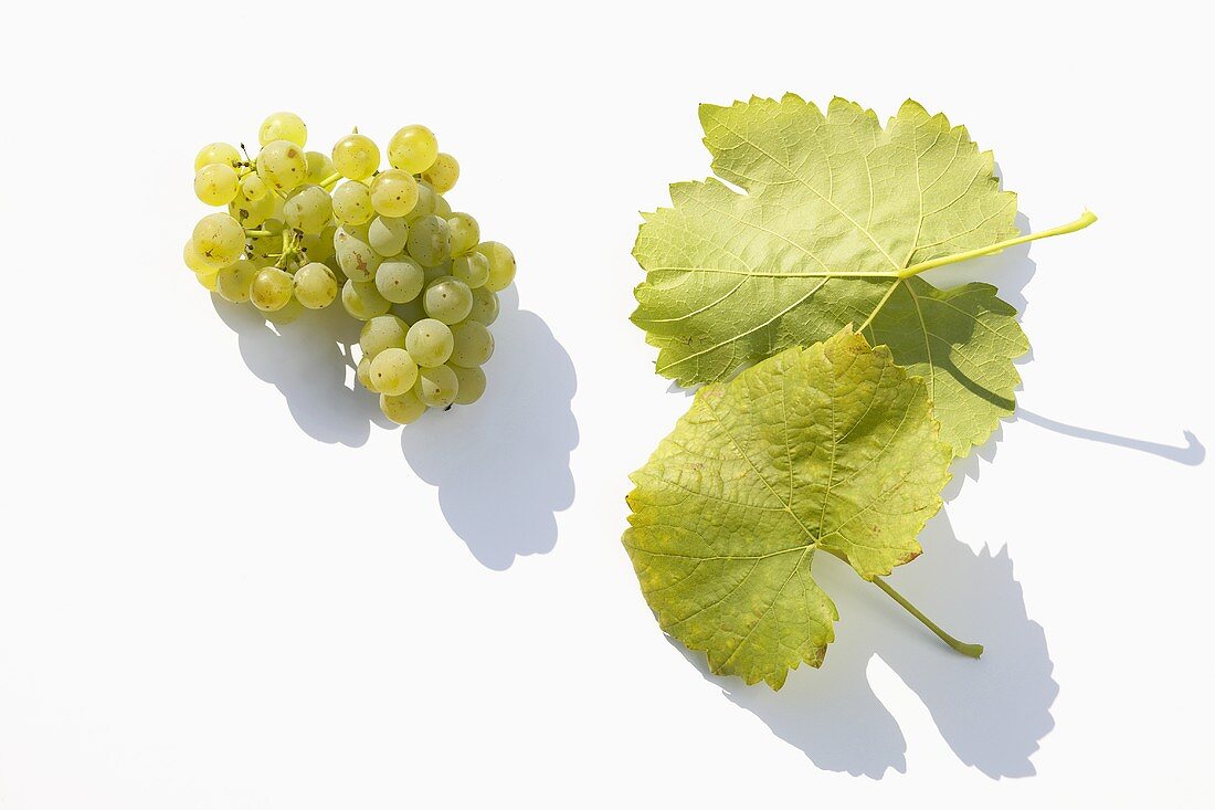 White wine grapes, variety 'Silcher'