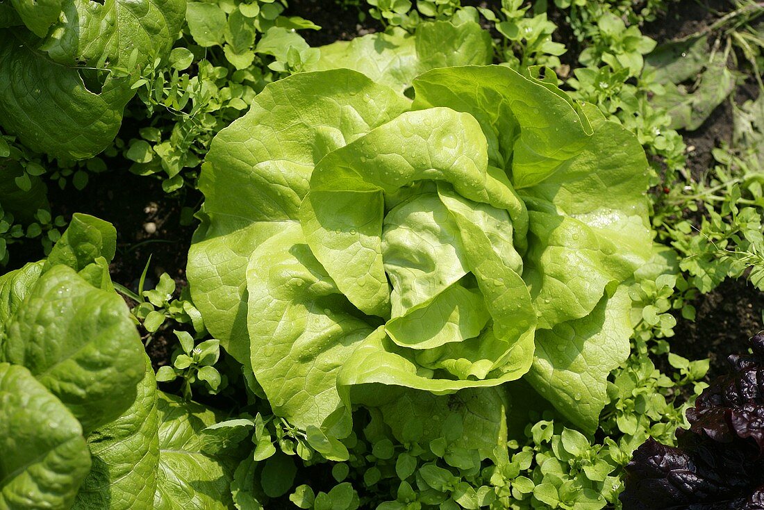 A lettuce in the field