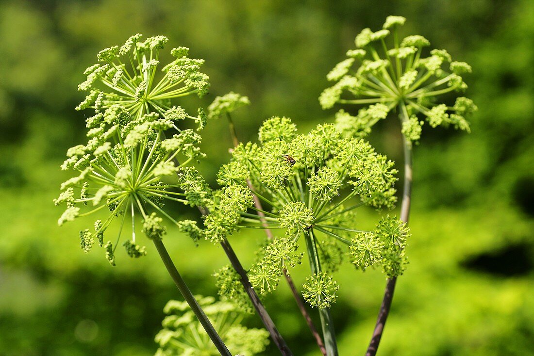 Angelica (Angelica archangelica)