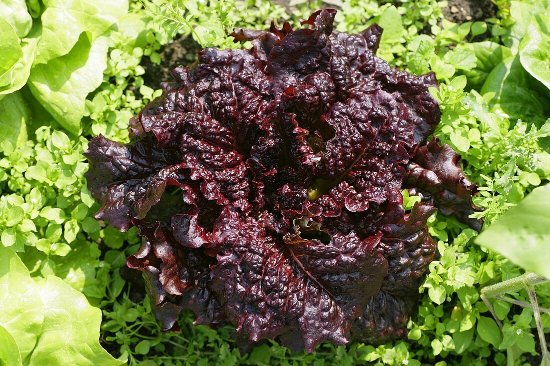 An 'Apache' lettuce