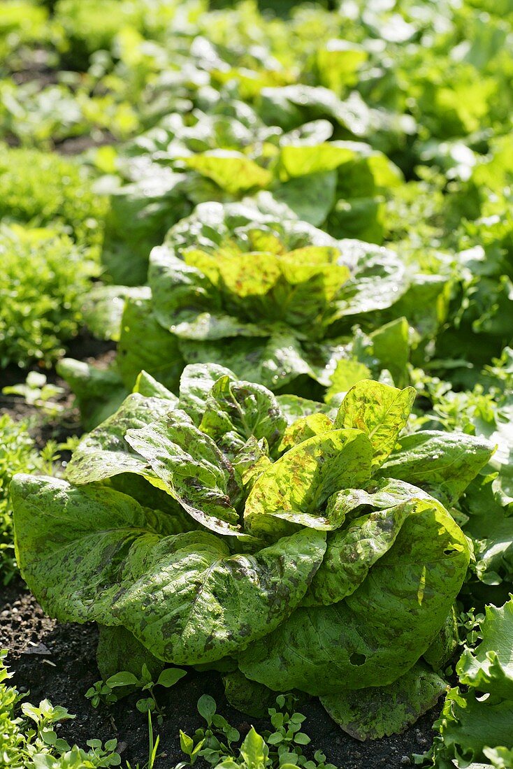 Salatköpfe der Sorte 'Forellenschuss'