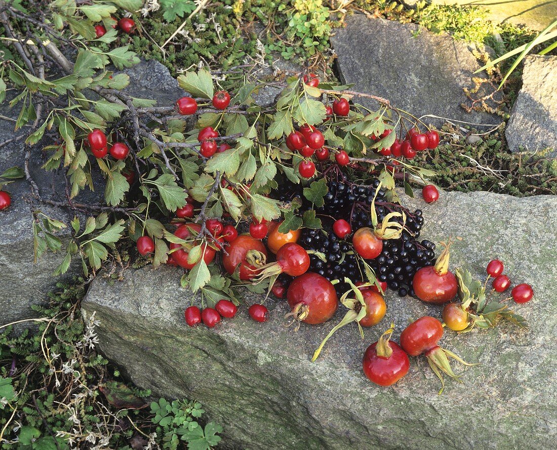 Verschiedene Beeren auf einem Stein