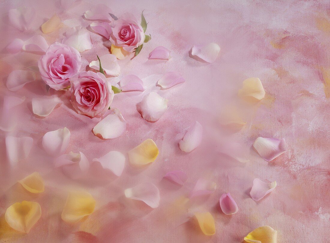 Pink roses and leaves