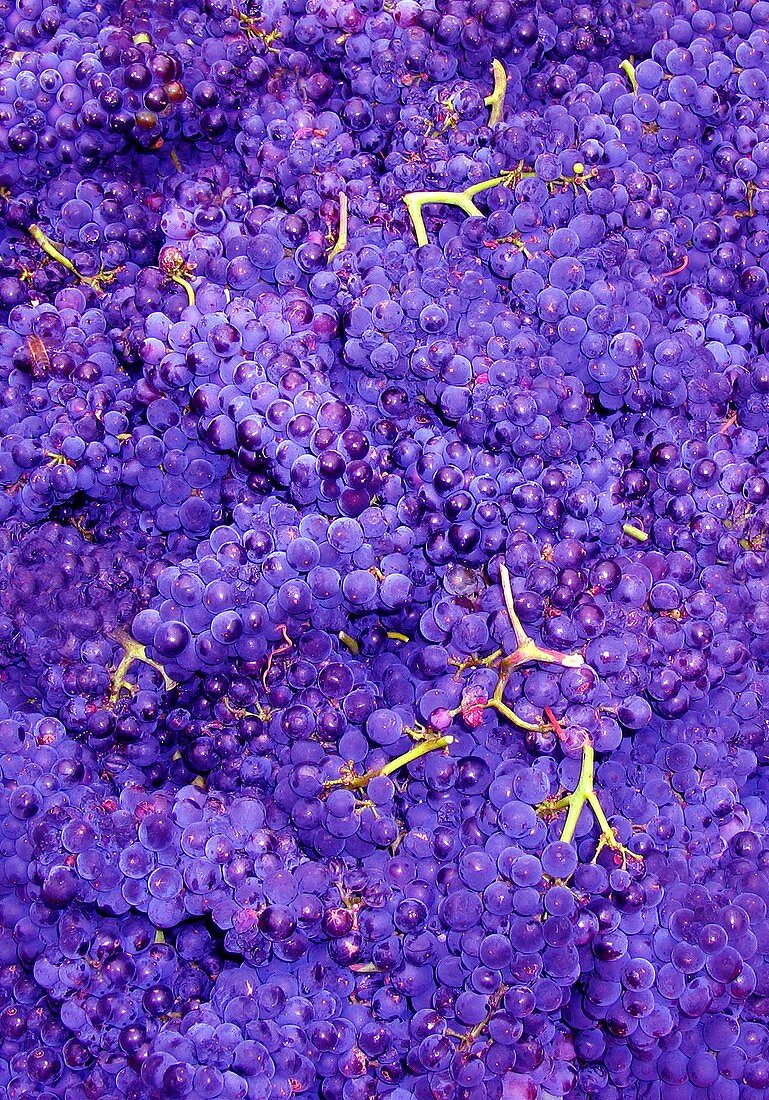 Merlot grapes (grape picking in France)