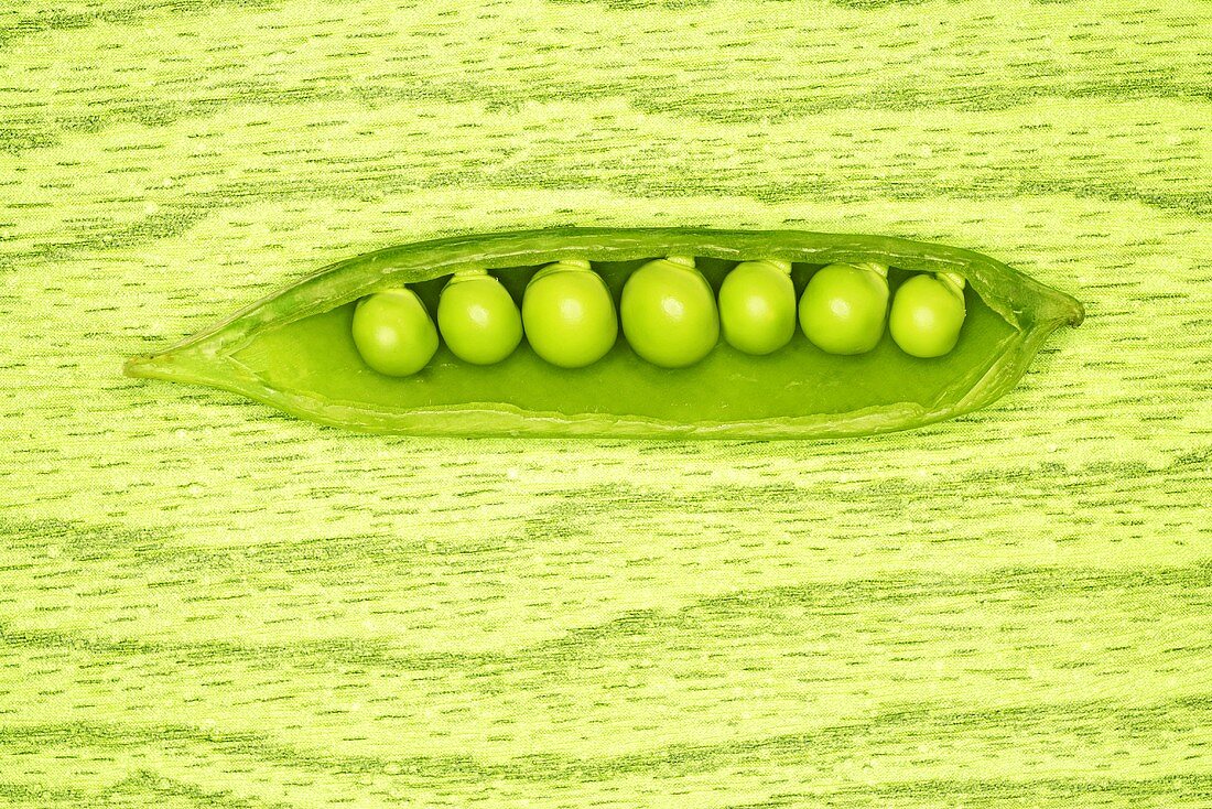 Opened pea pod with green peas inside