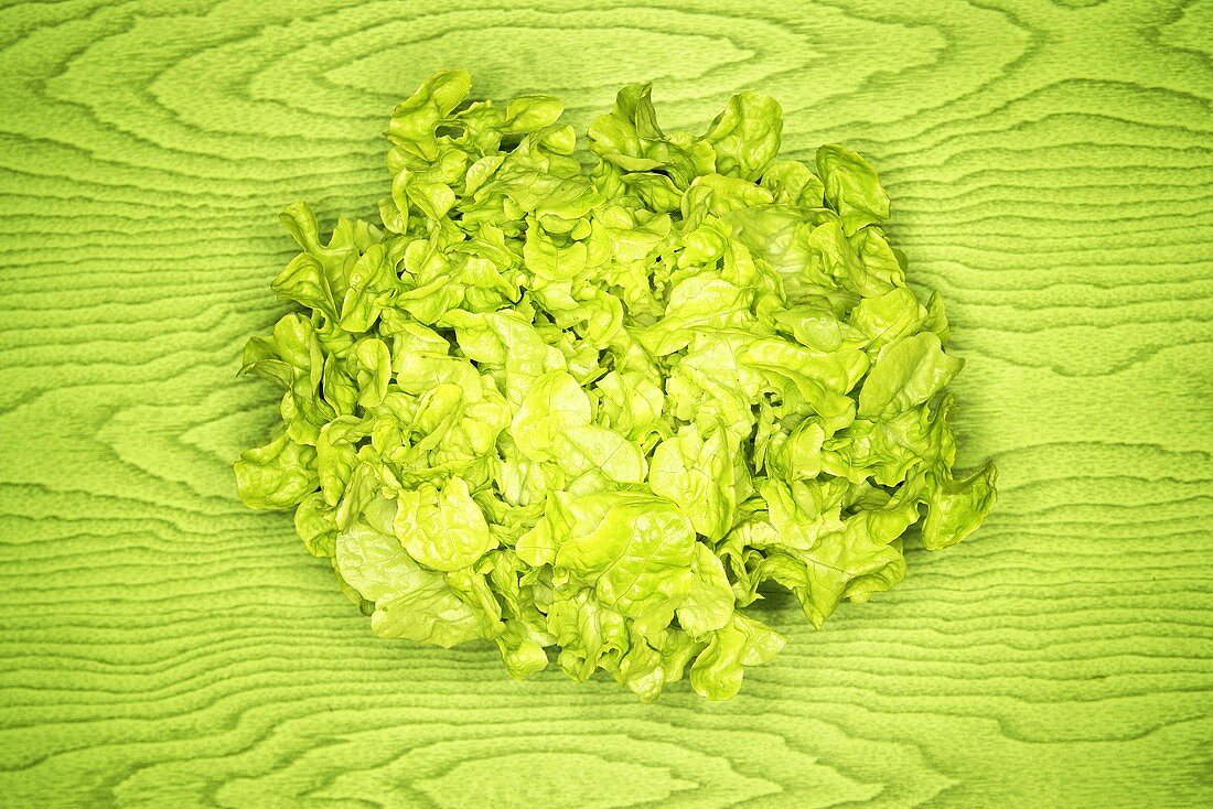 Green oak leaf lettuce on green background