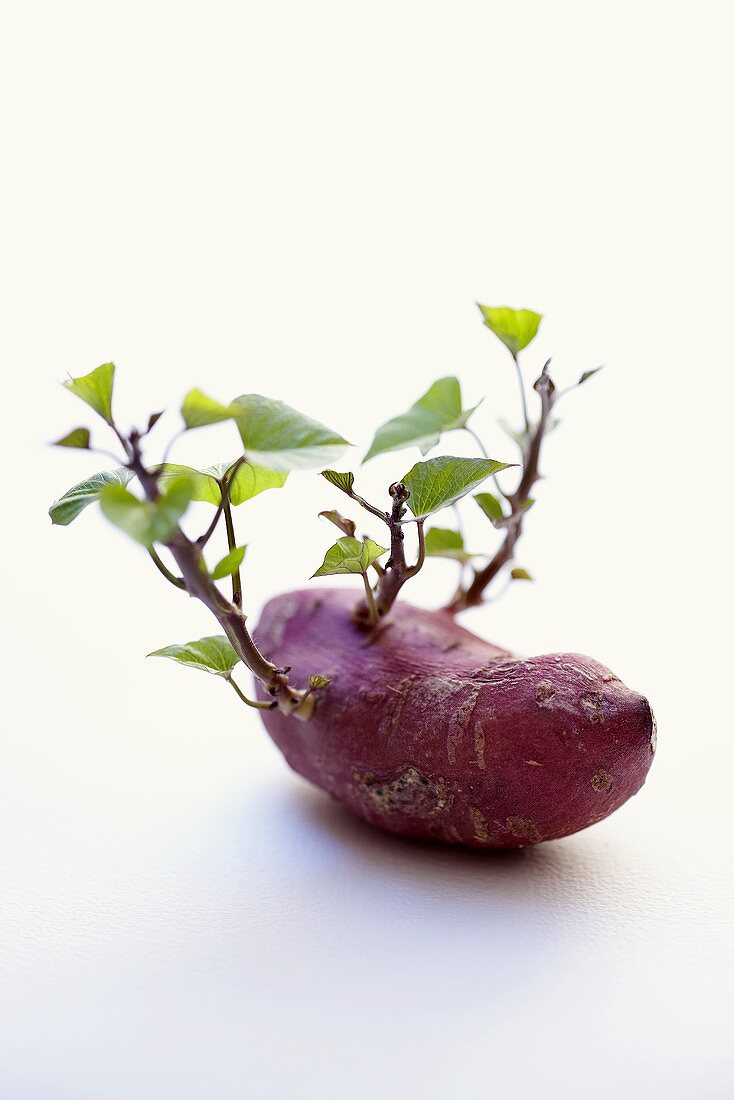 Sweet potato with shoots