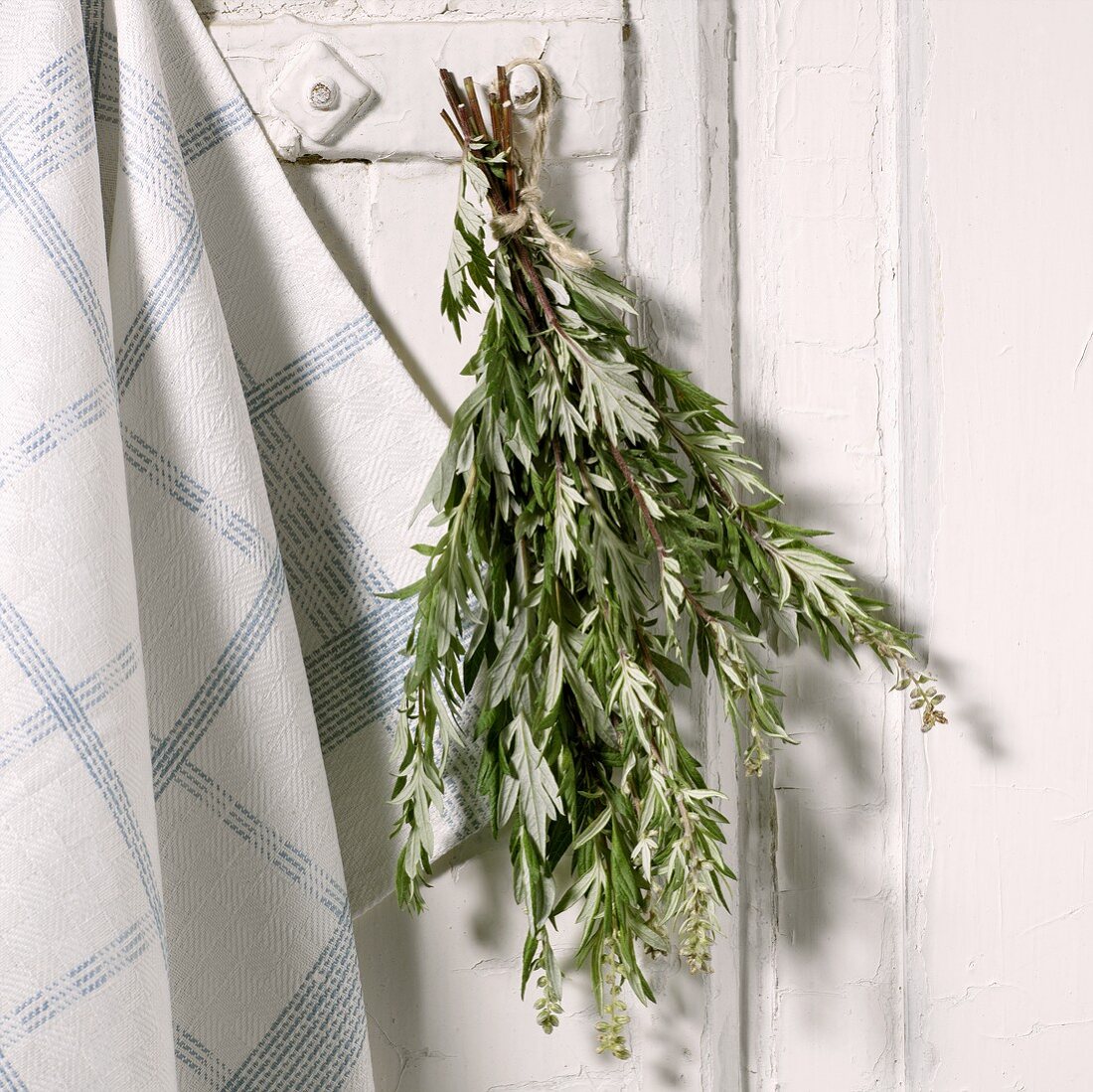 A bunch of mugwort hanging up to dry