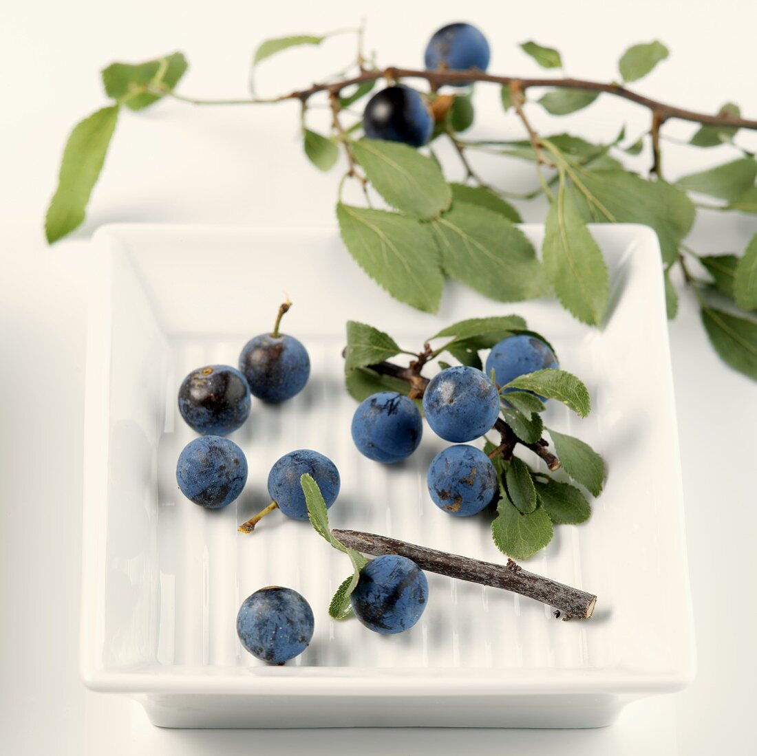 Sloes in a bowl and on a branch
